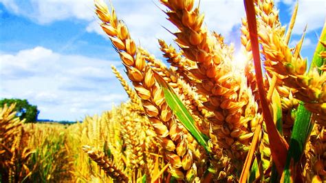 Wheat Nature Cereal Grain Field Agriculture Rural Plant Summer