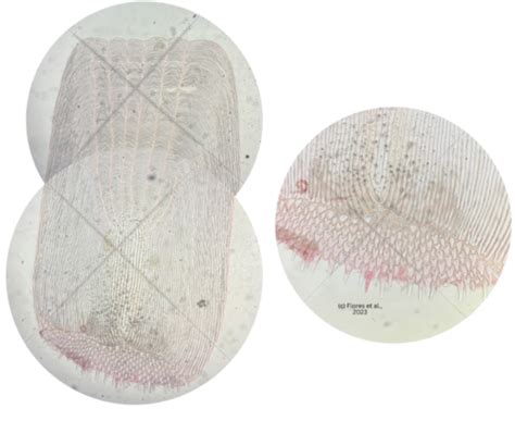 Exercise 4: External Morphology of Vertebrates Flashcards | Quizlet