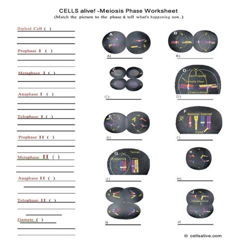 Solved Cells Alive Meiosis Phase Worksheet Match The Picture