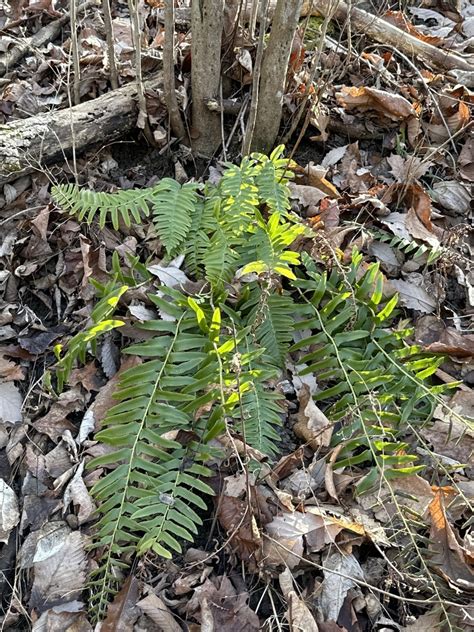 Christmas Fern From Cincinnati Nature Center Milford Oh Us On