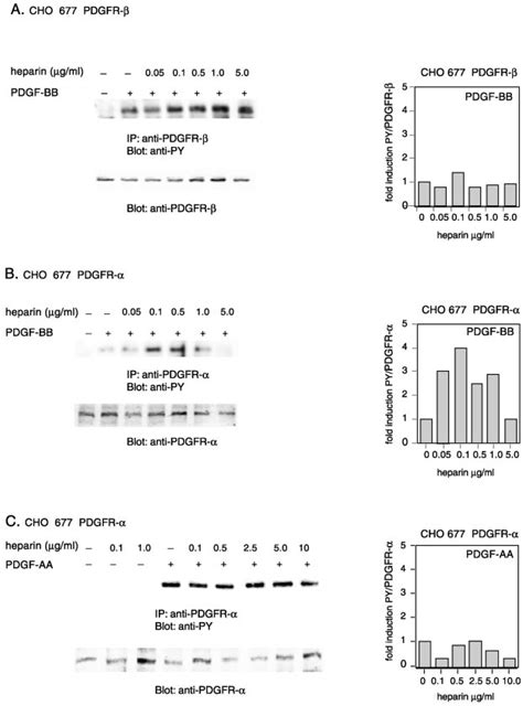 Heparin Enhances Pdgf Bb Induced Pdgf Receptor Phosphorylation In