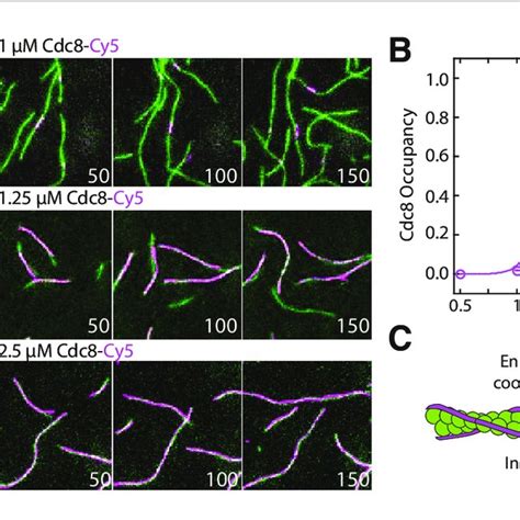 Fimbrin Fim1 And ADF Cofilin Adf1 Competition Generates A Dense F Actin