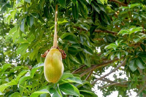 What Does Baobab Fruit Taste Like