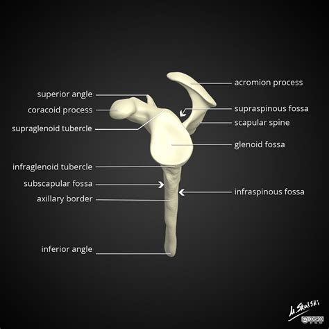 Pin on Radiology Shoulder