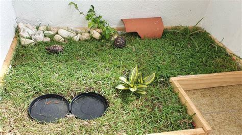 Terrário para jabuti a casa perfeita para seu pet