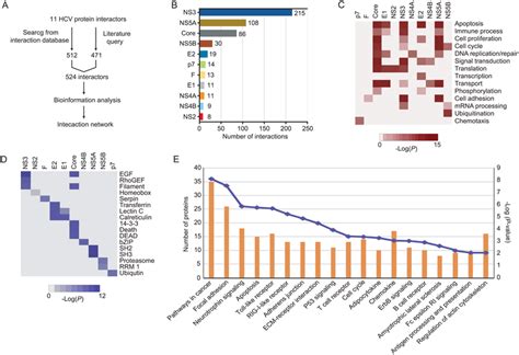 Systematic Analysis Of The Interaction Of HCV Proteins A Schematic