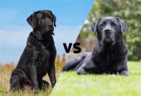 English Black Lab Vs American Black Lab - PatchPuppy.com