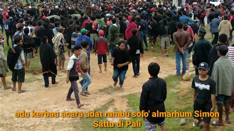 Acara Adat Adu Kerbau Pemakaman Almarhum Simon Sattu Di Pali Tana