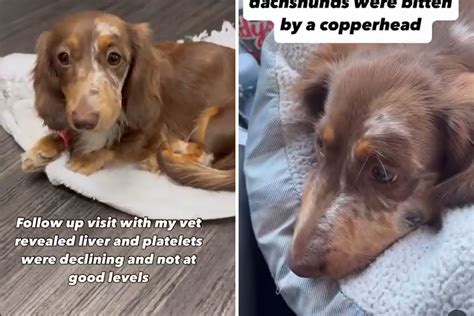 Copperhead Snake Bite Dog