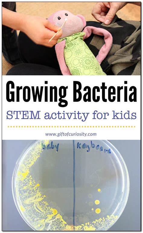 Growing Bacteria Preschool Science Activities Science Experiments