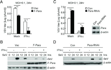 Parafibromin Plays An Important Role In IFN G Triggered Cellular