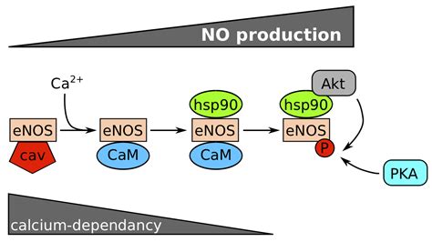 Endothelium Microenvironment Sensing Leading To Nitric Oxide Mediated