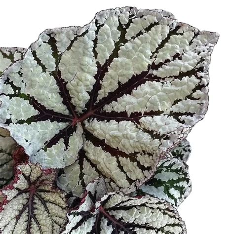 Begonia Rex Fedor Buy Online At Foliage Factory