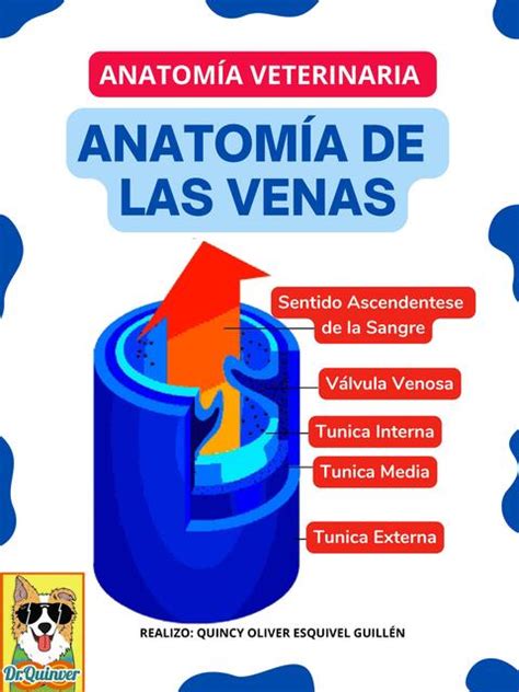 Anatomía de la Vena Dr Quinver uDocz