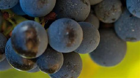 La D O Campo de Borja celebra el Día de la Garnacha Noticias de