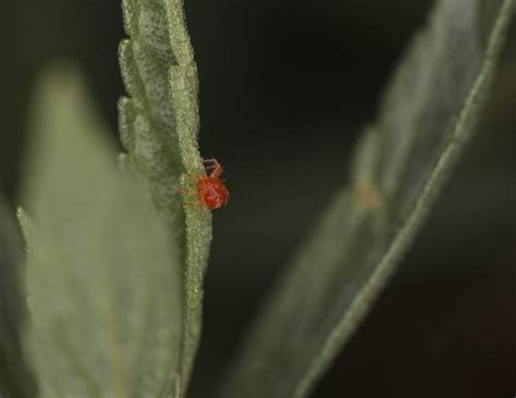 Lutter Contre Les Araign Es Rouges Oleomac