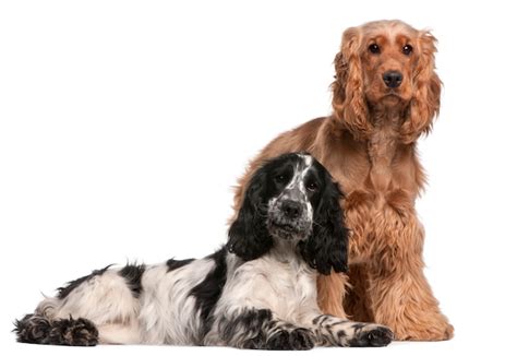 Premium Photo Two English Cocker Spaniels 2 Years Old