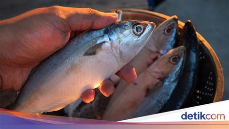 Ternyata Kandungan Gizi Ikan Kembung Tak Kalah Dari Salmon