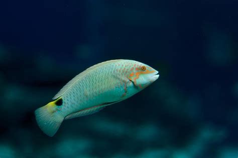 Okinawa Churaumi Aquarium