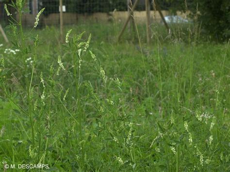 Mélilot blanc Melilotus alba Fabacées