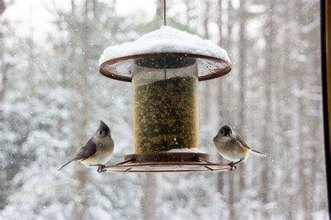 How To Keep Bird Seed Dry - Rain Proof Bird Feeder Ideas