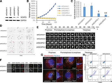 Genomewide Crispr Knockout Screens Identify Ncapg As An Essential