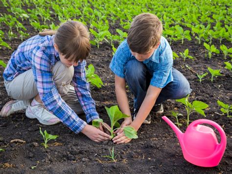 Planting Sunflowers: How To Plant Sunflower Seeds