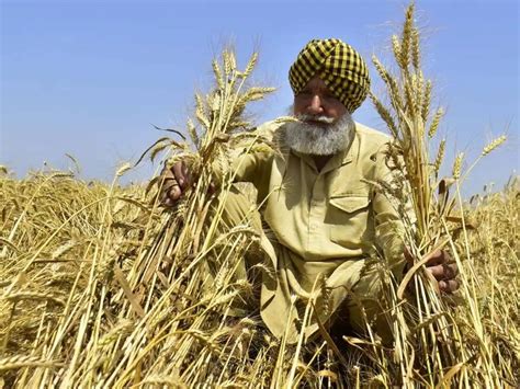 Centre Government Issues Rs 64 Crore To Punjab For Crop Diversification