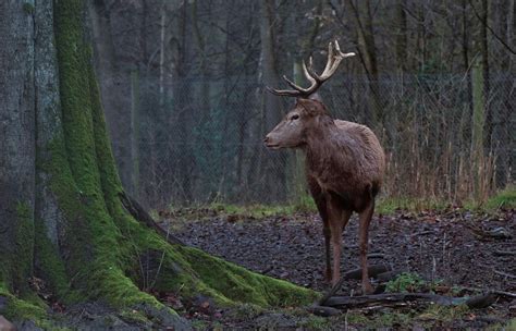 Cerf Sauvage Forêt La Photo gratuite sur Pixabay Pixabay