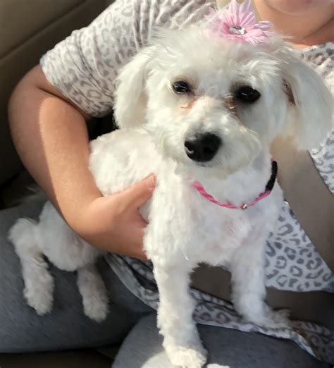 Bichon Frise Puppies For Sale Austin Tx