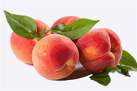 Ramo de fruta de melocotón naranja con hoja aislada en fondo blanco