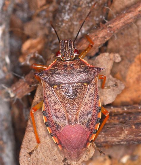 Stink Bug Podisus Maculiventris BugGuide Net