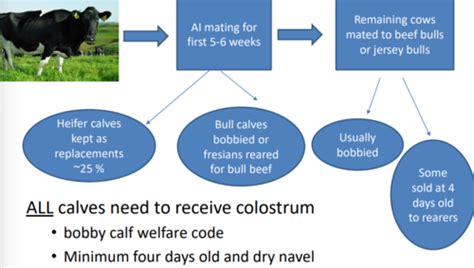 Dairy Production Systems Flashcards Quizlet