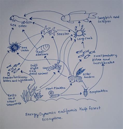 [Solved] Energy Dynamics California Kelp Forest Ecosystem Diagram ...