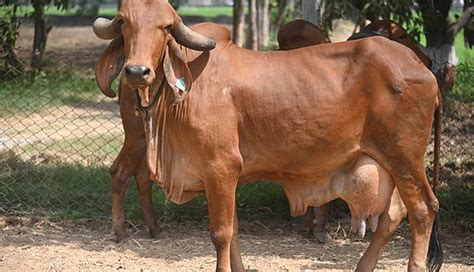 Most Famous Cow Breeds Found In India Lifeberrys