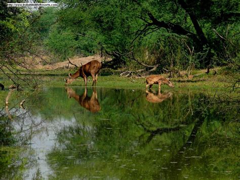 This Pic Taken From Bharatpur Bird Sanctuary You Can See More At