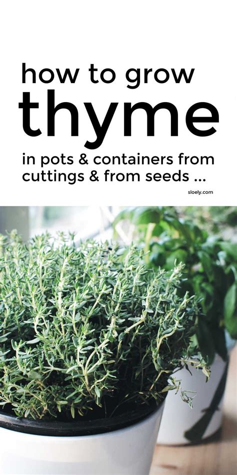 How To Grow Thyme From Cuttings And Seed Thyme Plant Growing Thyme