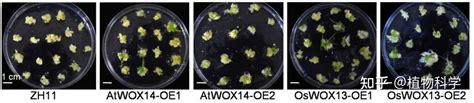 陕西师范大学王国栋和华中农业大学赵毓课题组联合发现转录因子wox14及其同源蛋白能够增强植物的再生能力 知乎