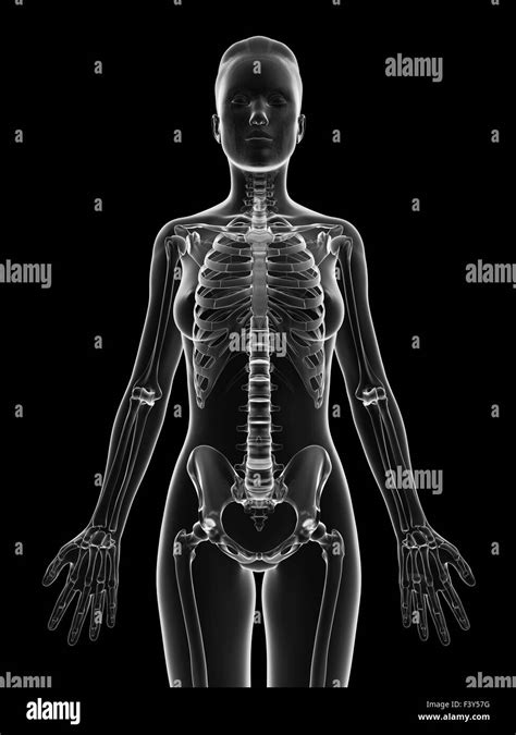 Upper Body Bones Black And White Stock Photos Images Alamy