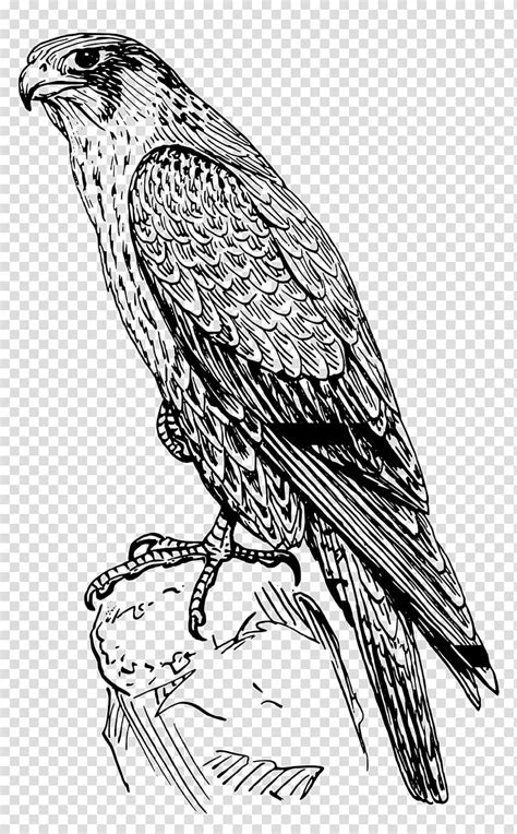 Falcon Clipart Hawk Falcon Hawk Transparent Free For Download On