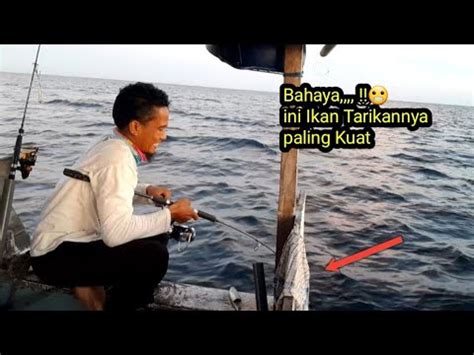 Bahaya Ini Ikan Tarikan Paling Kuat Mancing Jangan Pakai Leader