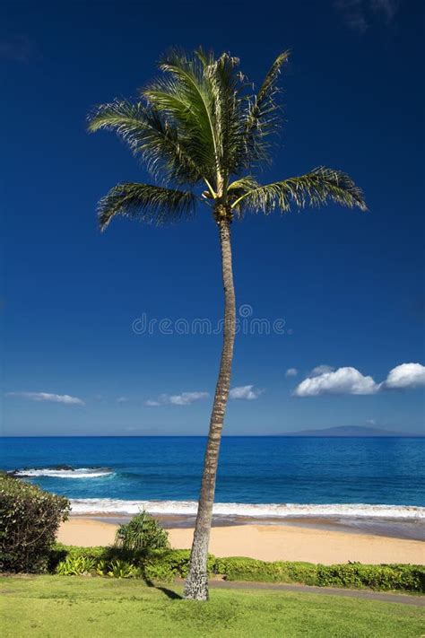 Palm Tree In Front Of Ulua Beach South Maui Hawaii Usa Stock Image