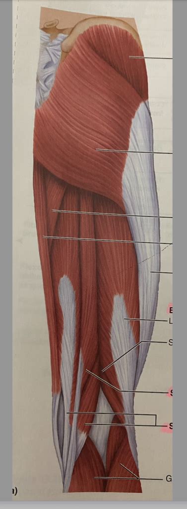 Lab Quiz Muscles Posterior Thigh Diagram Quizlet