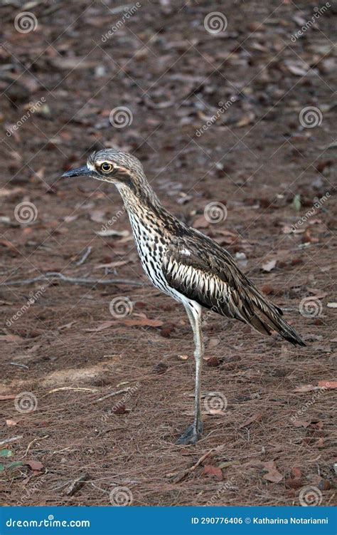 Australian Wildlife Series Queensland Bush Stone Curlew Burhinus