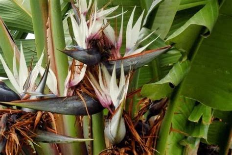 5 Major Varieties Of Bird Of Paradise And How To Care For Them American Gardener