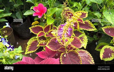 Coleus Plants Also Called Coleus Blumei Or Plectranthus Scutellarioides