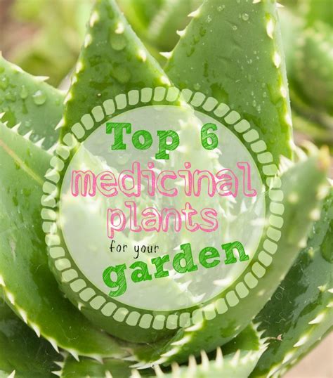 Top 6 Medicinal Plants For Your Garden Home Life Abroad