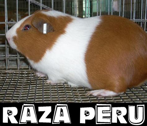 Cuy Raza Peru Granja Camero