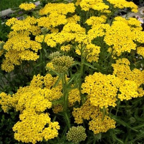 Achillea Tomentosa