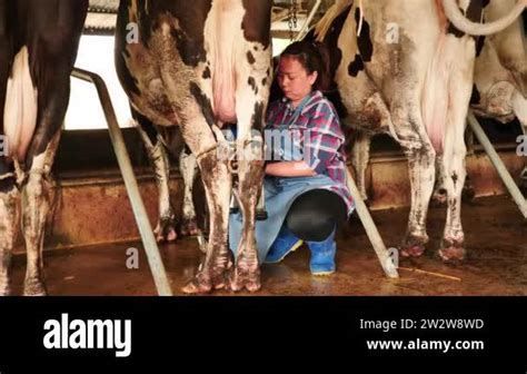 Farmer woman milking a cow with Milking Machine in farm. career ...